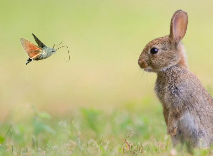 Wallpaper rabbit, cute animals, butterfly, 4k, Animals 151769599